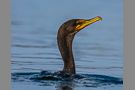 Surfacing Cormorant